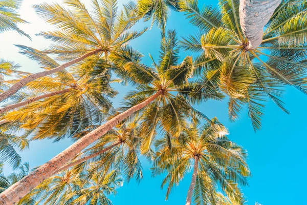 美丽的自然图案 热带棕榈树 背景为蓝天 阳光普照 Idyllic 悠闲的自然景观 带着阳光普照的天空 低视角的自然景观 夏之岛 — 图库照片