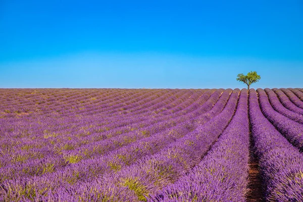 Prachtig Natuurlandschap Verbazingwekkend Zonsondergang Landschap Met Bloeiende Lavendelbloemen Moody Hemel — Stockfoto