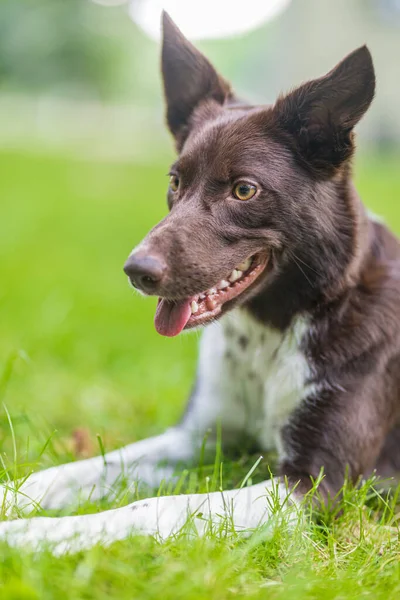 Adorable Retrato Increíble Sana Feliz Frontera Collie Cachorro — Foto de Stock