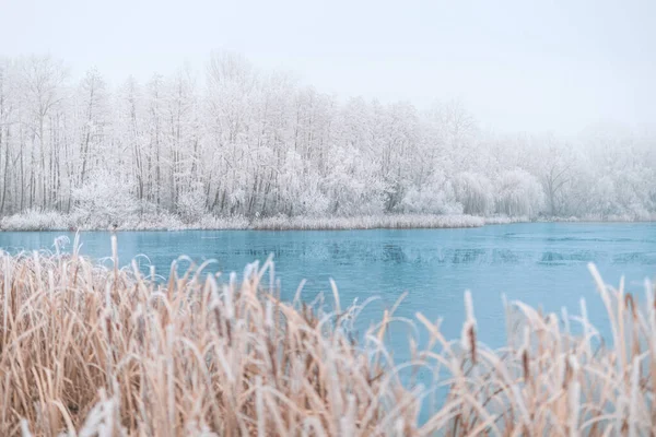 Winterlandschap Met Besneeuwde Bomen — Stockfoto