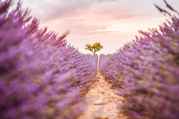 Harika doğa manzarası, çiçek açan lavanta çiçekleriyle gün batımı manzarası. Huysuz gökyüzü, parlak manzara manzarasında pastel renkler. Çiçeksel panoramik çayır doğası ağaçlar ve ufuk çizgisinde. İnanılmaz doğa geçmişi, romantizm, cennet gibi