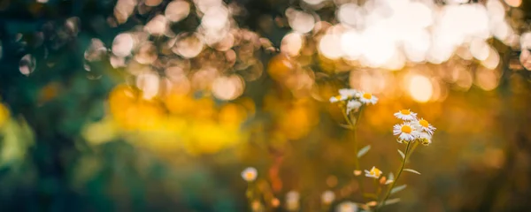 Schöne Wildblumen Wilden Floralen Garten Morgendunst Der Natur Nahaufnahme Makro — Stockfoto