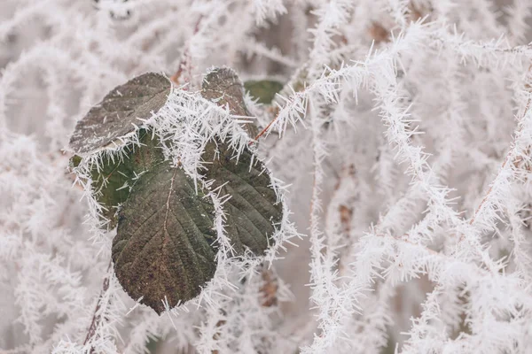 Biały Kłujący Ostry Mróz Gałęzi Drzewa Zimowy Dzień Zbliżenie Artystyczne — Zdjęcie stockowe