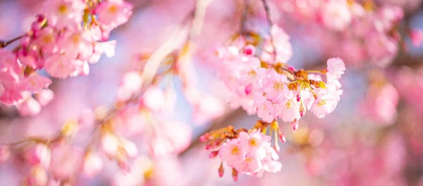 Spring Blossom Background Beautiful Nature Scene Blooming Tree Sunny Day — Stock Photo, Image