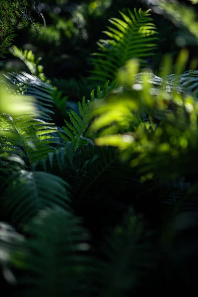 Beautiful ferns leaves green foliage natural floral fern background in sunlight. Beautiful ferns leaves green foliage. Abstract nature macro, natural floral fern background in sunlight with green blur