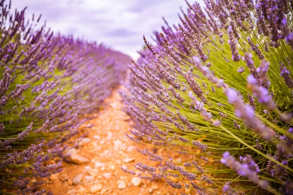 Wonderful Nature Landscape Amazing Sunset Scenery Blooming Lavender Flowers Moody — Stock Photo, Image