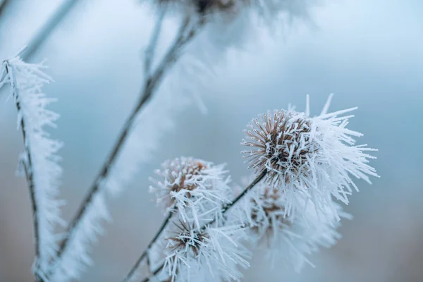 Άσπρη Αιχμηρή Παγωμένη Παγωμένη Στα Κλαδιά Χειμερινή Ημέρα Closeup Καλλιτεχνικό — Φωτογραφία Αρχείου
