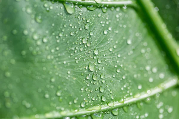 Beautiful Drops Transparent Rain Water Green Leaf Macro Drops Dew — Stock Photo, Image
