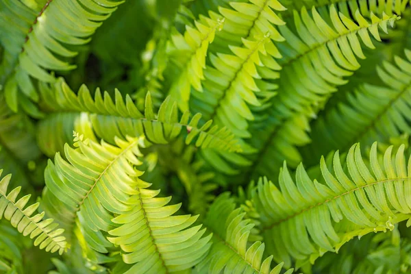 Feuilles Fougère Verte Dans Forêt — Photo