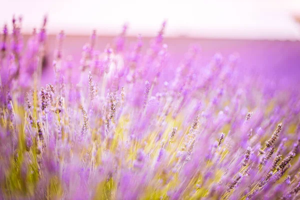 Wonderful Nature Landscape Amazing Sunset Scenery Blooming Lavender Flowers Moody — Stock Photo, Image