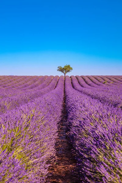 Prachtig Natuurlandschap Verbazingwekkend Zonsondergang Landschap Met Bloeiende Lavendelbloemen Moody Hemel — Stockfoto