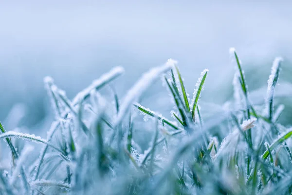 Erba Verde Nella Neve — Foto Stock