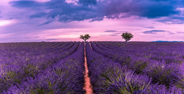 Wonderful Nature Landscape Amazing Sunset Scenery Blooming Lavender Flowers Moody — Stock Photo, Image