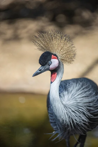 African Crested Crane on dark background. Exotic bird with pincushion feathers and elongated neck. Crowned grey bird in nature.