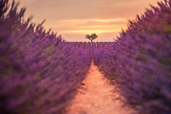 Wonderful Nature Landscape Amazing Sunset Scenery Blooming Lavender Flowers Moody — Stock Photo, Image