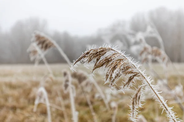 Campo Grano Nell Inverno — Foto Stock