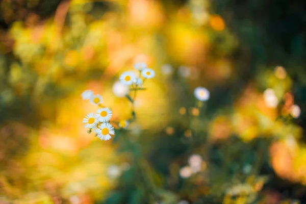 Hermosas Flores Jardín — Foto de Stock