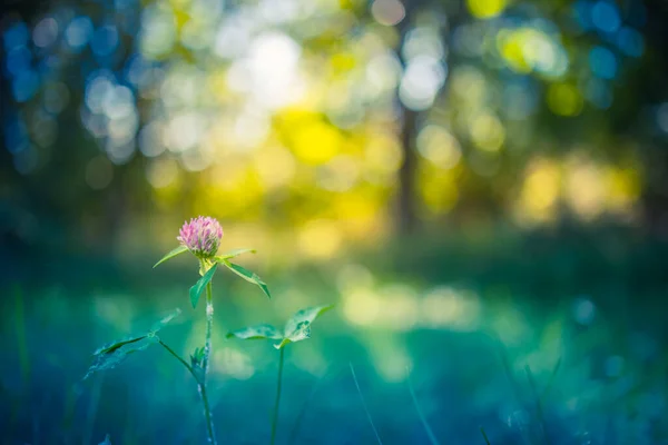 Hermosa Flor Jardín — Foto de Stock