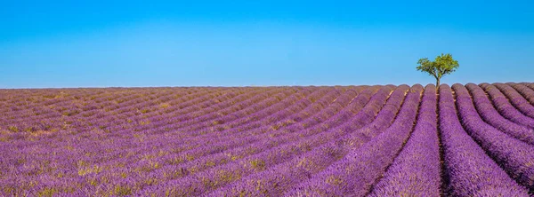 Nádherná Přírodní Krajina Nádherná Scenérie Západu Slunce Kvetoucími Levandulovými Květy — Stock fotografie