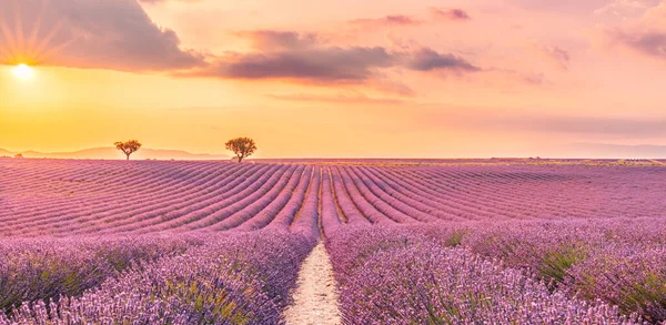 Lavendelveld Zomer Zonsondergang Landschap Bij Valensole Provence Frankrijk Lavendelbloemen Bloeiende — Stockfoto
