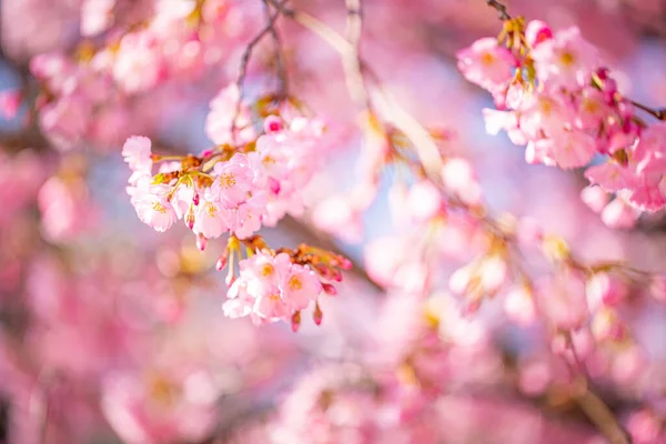 Sfondo Fiore Primavera Bella Scena Naturale Con Albero Fiore Nella — Foto Stock