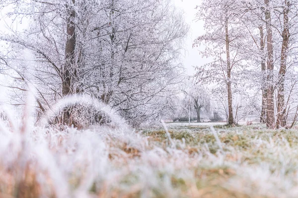 Bosbomen Bedekt Met Sneeuw Ijzige Avond Prachtig Winterpanorama Landschap Van — Stockfoto