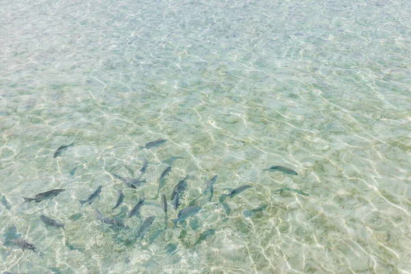 Морська Вода Дрібною Рибою — стокове фото