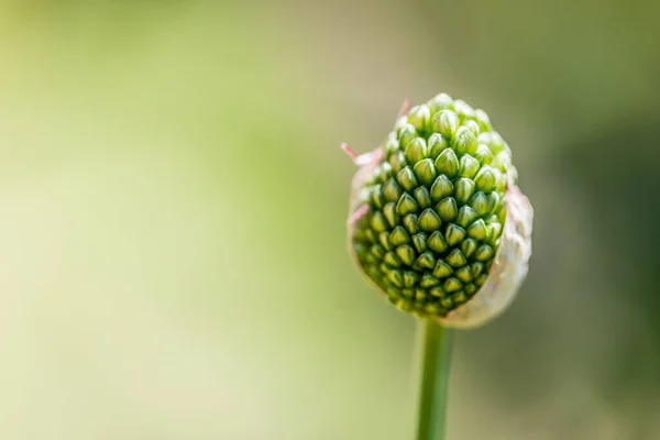 Plante Verte Dans Jardin — Photo