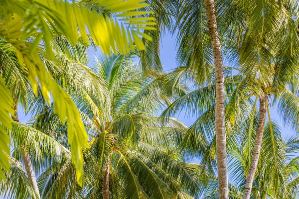 Koncept Pozadí Tropických Stromů Světlý Tropický Ostrov Přírodní Vzor Úžasné — Stock fotografie