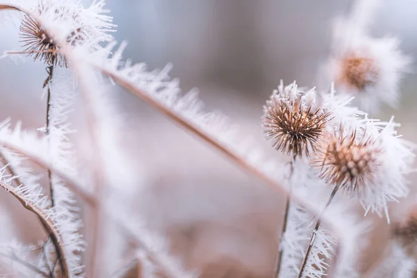 Bevroren Gras Sneeuw Van Dichtbij Bekeken — Stockfoto