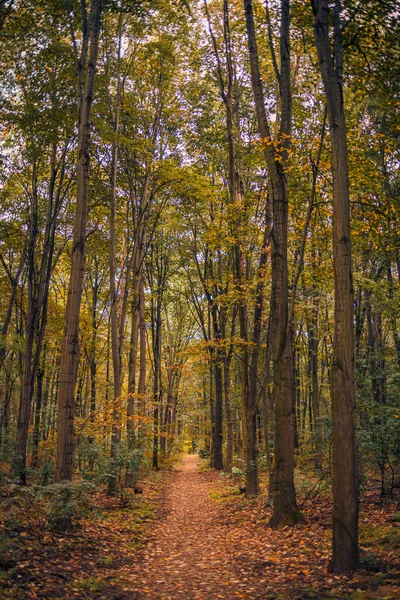 Amazing Panorama Gorgeous Forest Autumn Scenic Landscape Pleasant Warm Sunshine — Stock Photo, Image