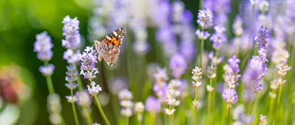 Метелик Літньому Природному Ландшафті Лавандовими Квітами Полі Поза Природою Нечіткий — стокове фото