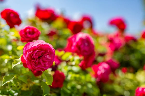 Mooie Bloemen Tuin — Stockfoto