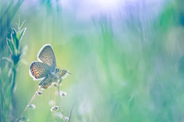 Бабочка Цветке Вид Крупным Планом — стоковое фото