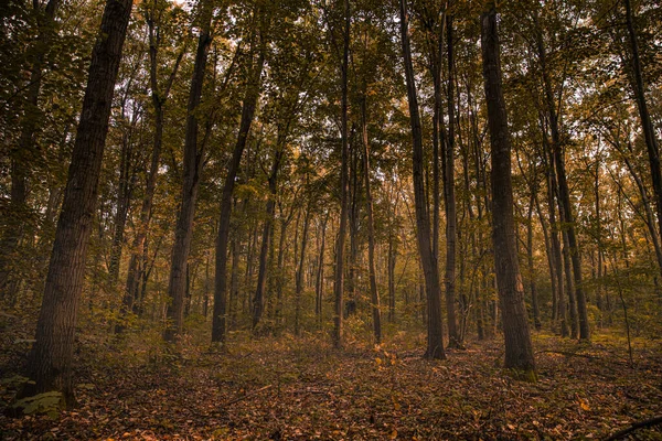 Дивовижна Панорама Розкішного Лісу Восени Мальовничий Пейзаж Приємним Теплим Сонцем — стокове фото