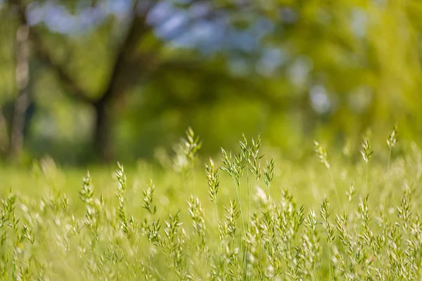 Peaceful and relaxing nature. Fresh green yellow grass, closeup. Sunset high grass with blurred background. Bright inspirational nature