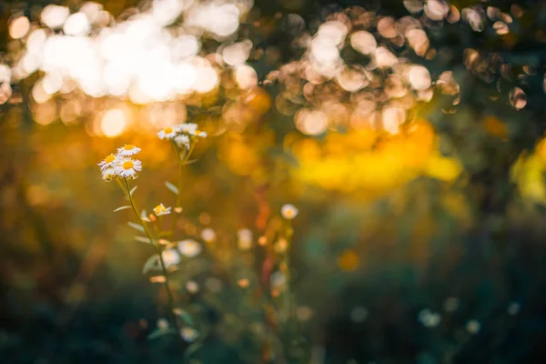 Schöne Wildblumen Wilden Floralen Garten Morgendunst Der Natur Nahaufnahme Makro — Stockfoto