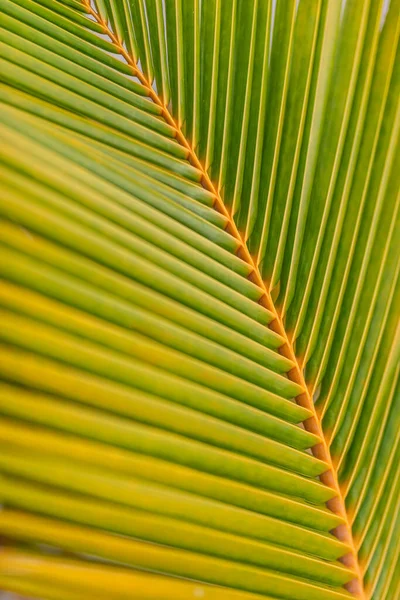 Зеленые Пальмовые Листья Вид Снизу — стоковое фото