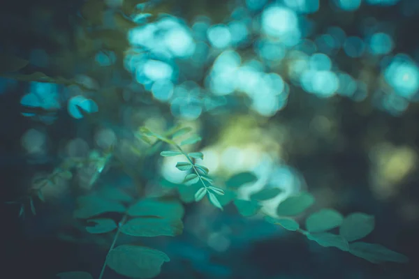 Feuilles Flore Feuillage Verts — Photo