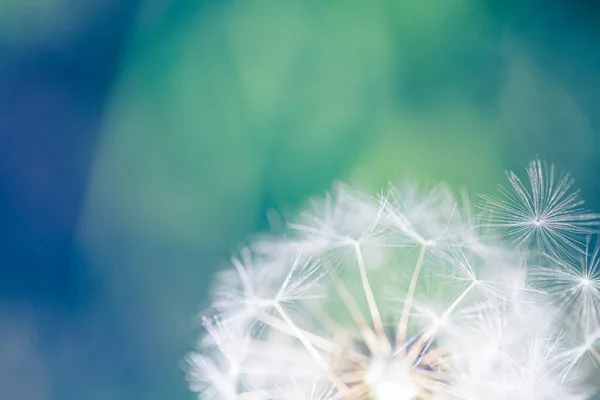 Dandelion Seeds Blurred Background — Stock Photo, Image