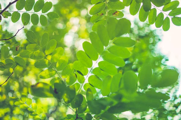 Feuilles Vertes Dans Forêt — Photo