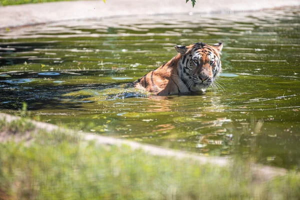 Beau Tigre Nageant Dans Eau — Photo