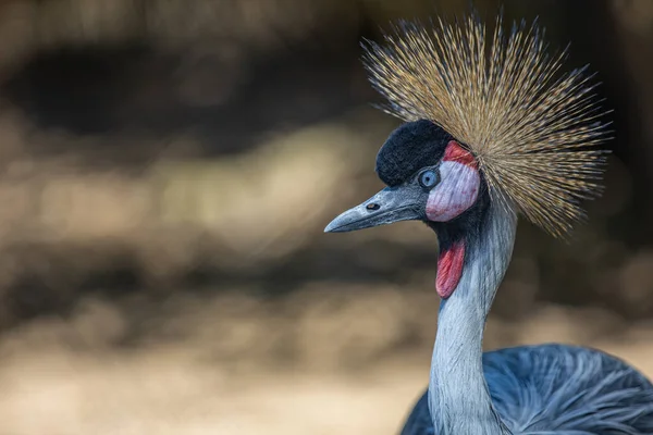 Crane Africano Crested Fundo Escuro Pássaro Exótico Com Penas Almofada — Fotografia de Stock