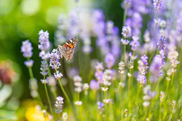 Метелик Літньому Природному Ландшафті Лавандовими Квітами Полі Поза Природою Нечіткий — стокове фото