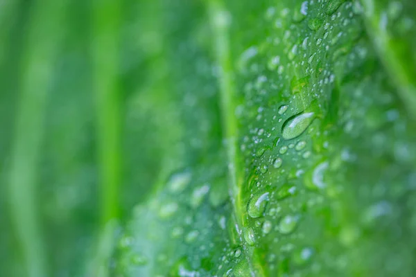 Красиві Краплі Прозорої Дощової Води Макросі Зеленого Листя Краплі Роси — стокове фото