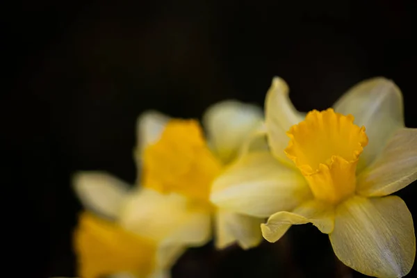 Gelbe Narzissenblüten Nahaufnahme — Stockfoto