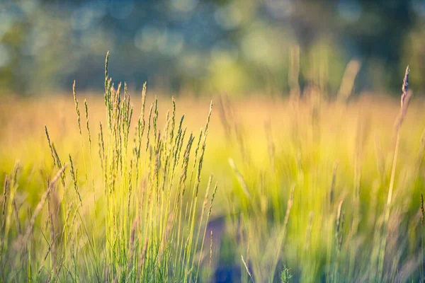 Spokojna Relaksująca Przyroda Świeżo Zielona Trawa Zbliżenie Zachód Słońca Wysoka — Zdjęcie stockowe
