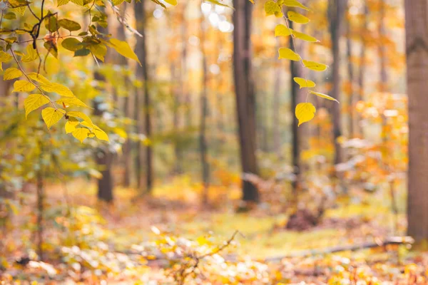 Удивительная Панорама Великолепного Леса Осенью Живописный Пейзаж Приятным Теплым Солнечным — стоковое фото