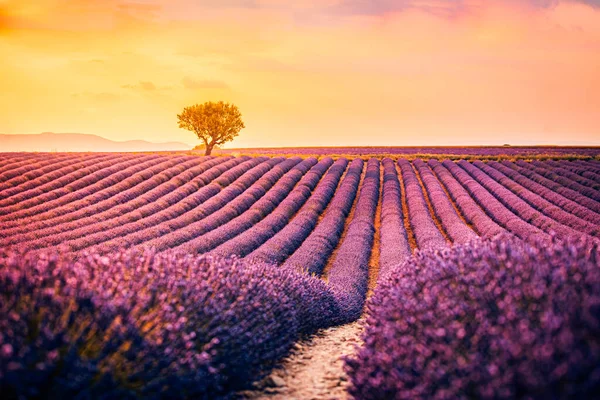 Levandulové Pole Provence Francie — Stock fotografie