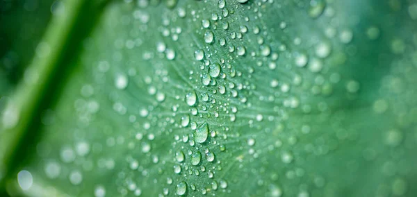 Красивые Капли Прозрачной Дождевой Воды Зеленом Листе Макро Капли Росы — стоковое фото